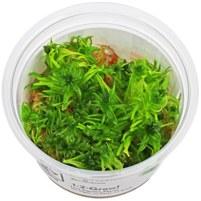 Pogostemon deccanensis ("erectus")