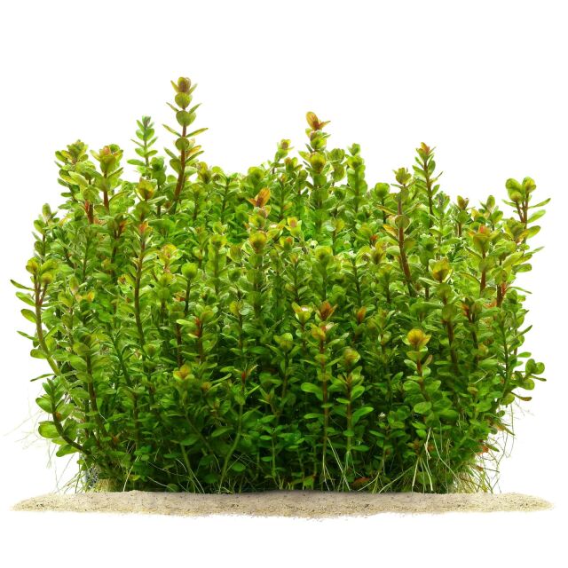 Rotala indica