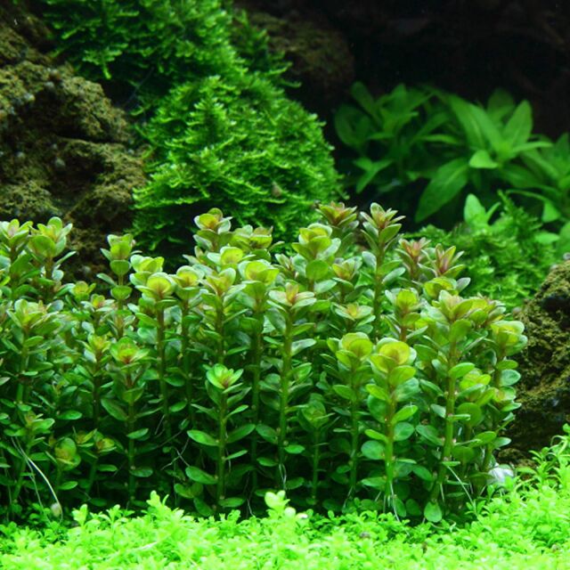 Rotala indica