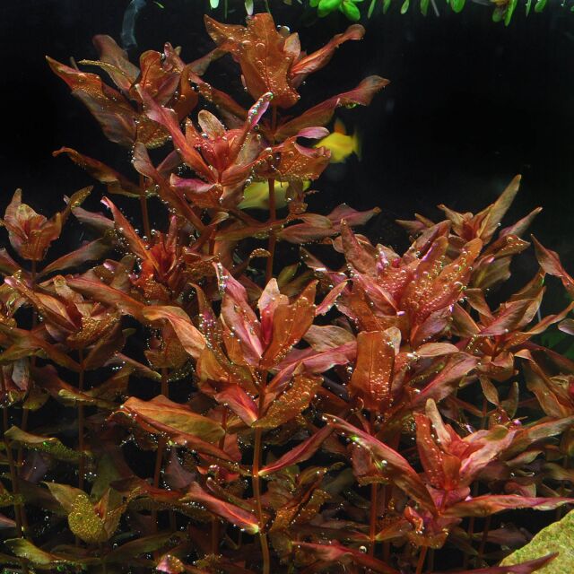 Rotala macrandra