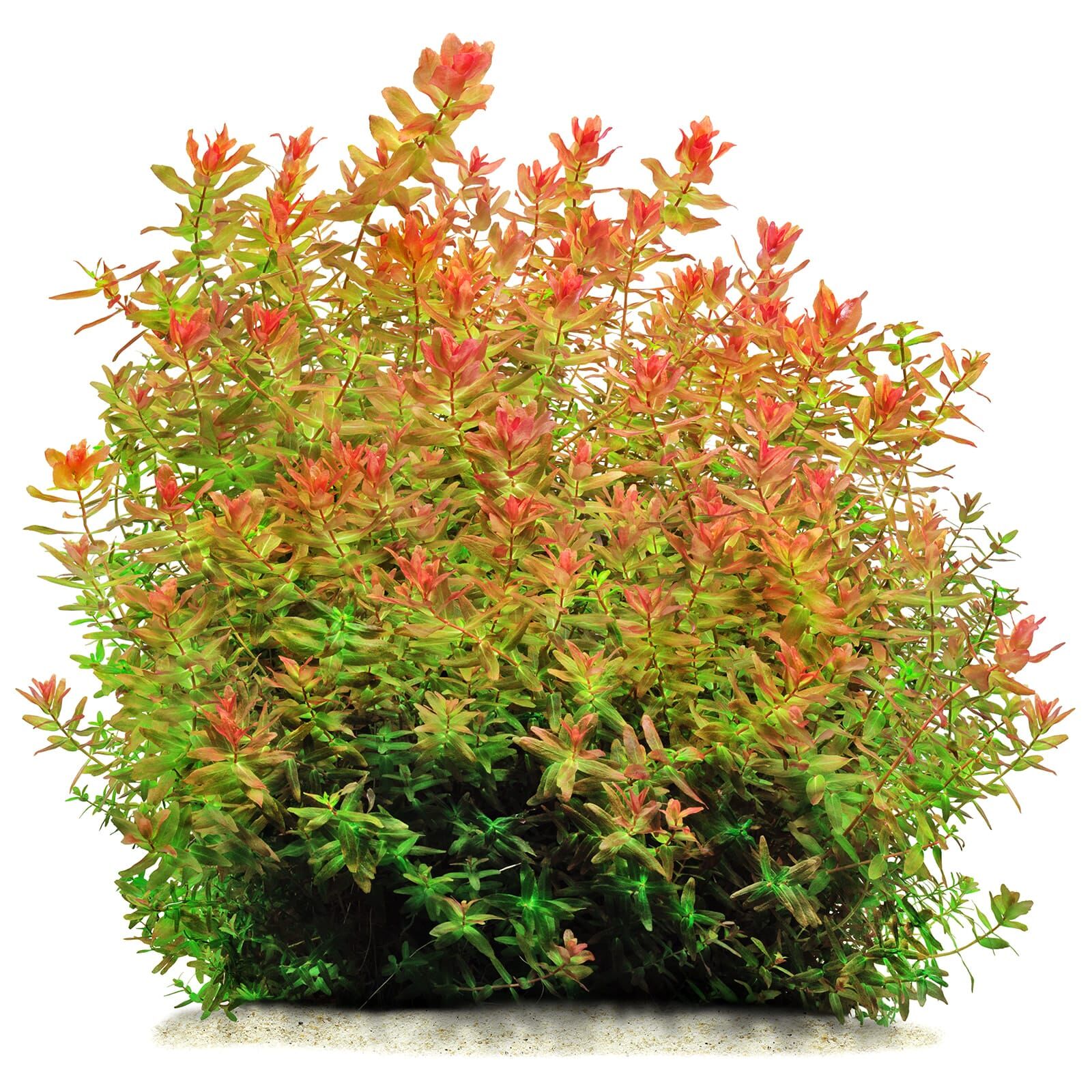 Rotala macrandra &quot;Green&quot; (&quot;Wavy&quot;)