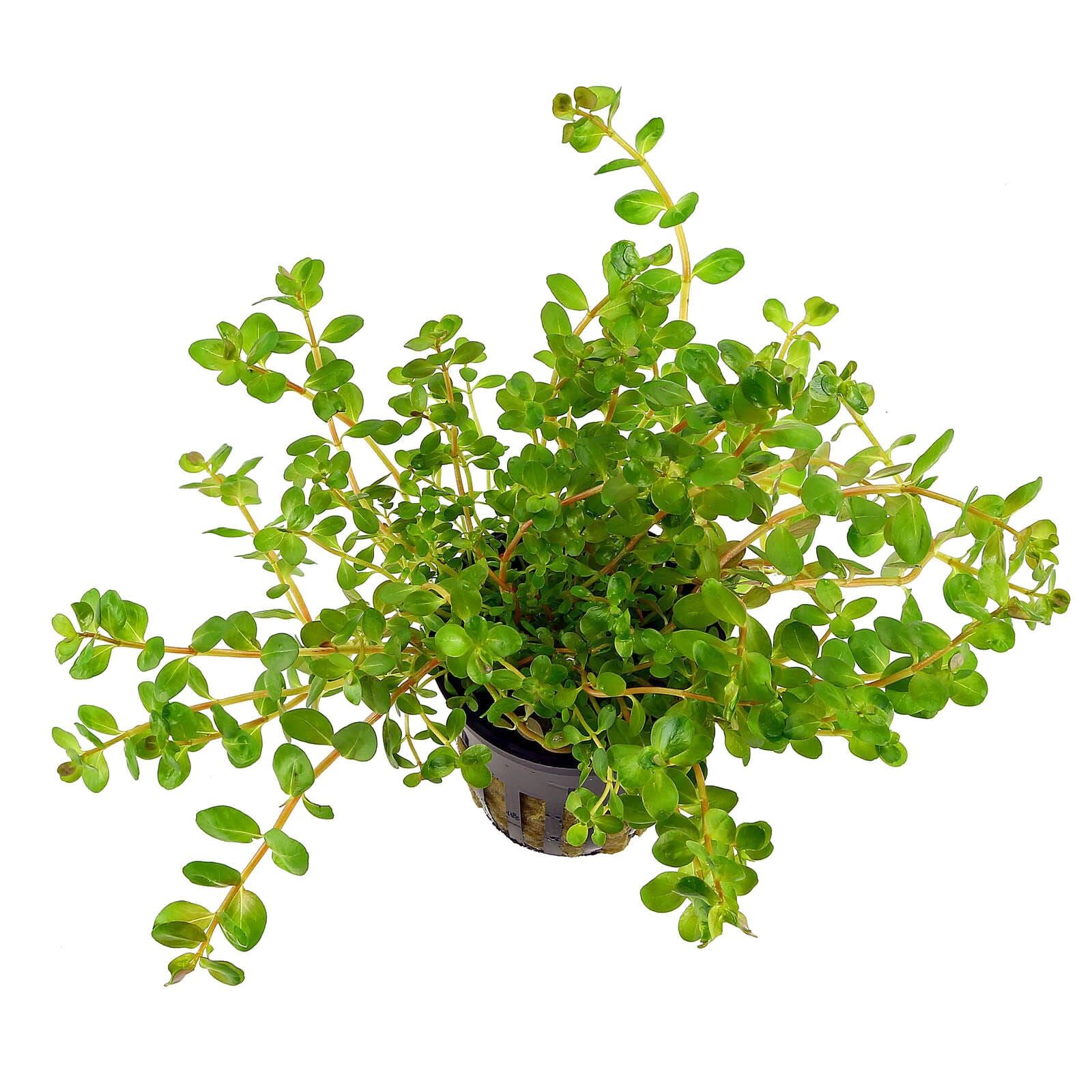 Rotala rotundifolia