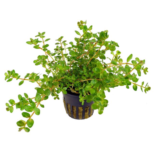 Rotala rotundifolia - pot