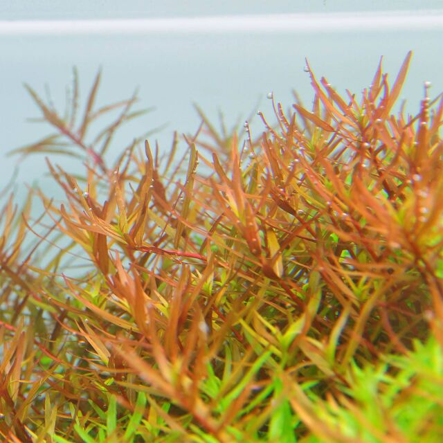 Rotala rotundifolia &quot;Gia Lai&quot; / &quot;H'Ra&quot;