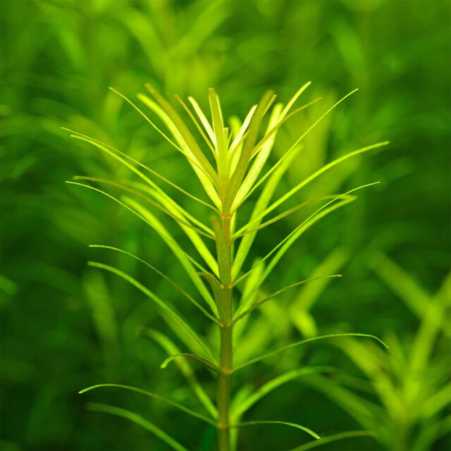 Rotala sp. &quot;Nanjenshan&quot;