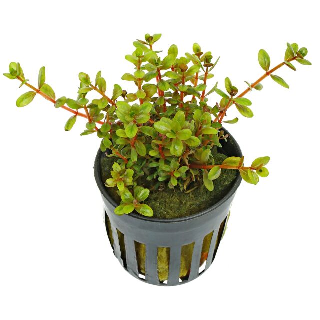 Rotala rotundifolia &quot;Colorata&quot; - pot