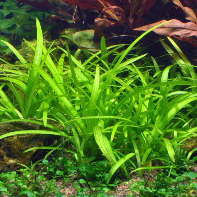 Sagittaria subulata