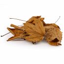 Maple Leaves - Brown