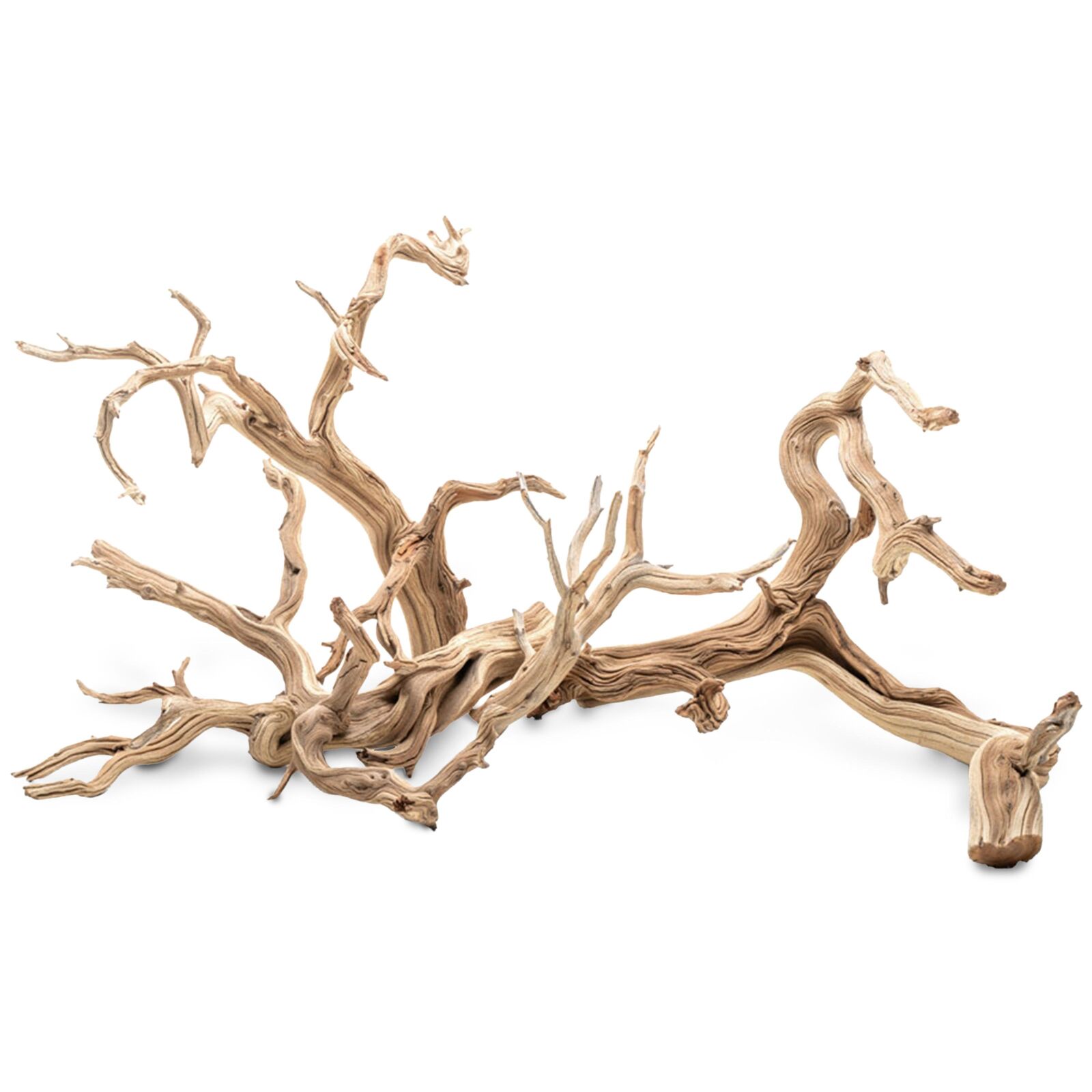 Ghost Wood