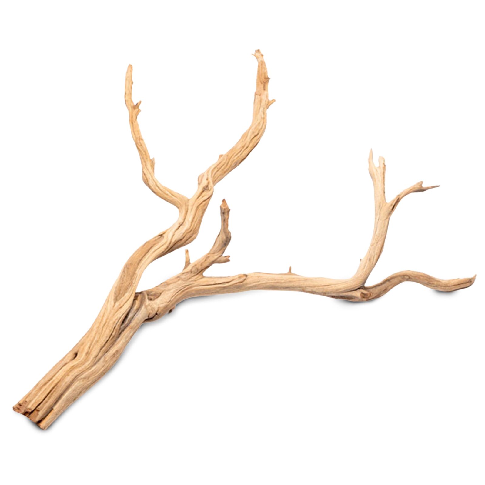 Ghost Wood