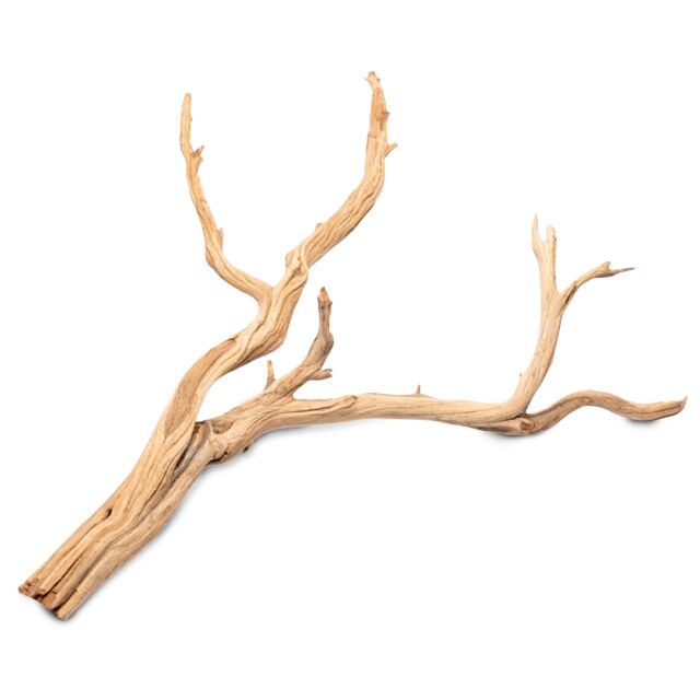 Ghost Wood