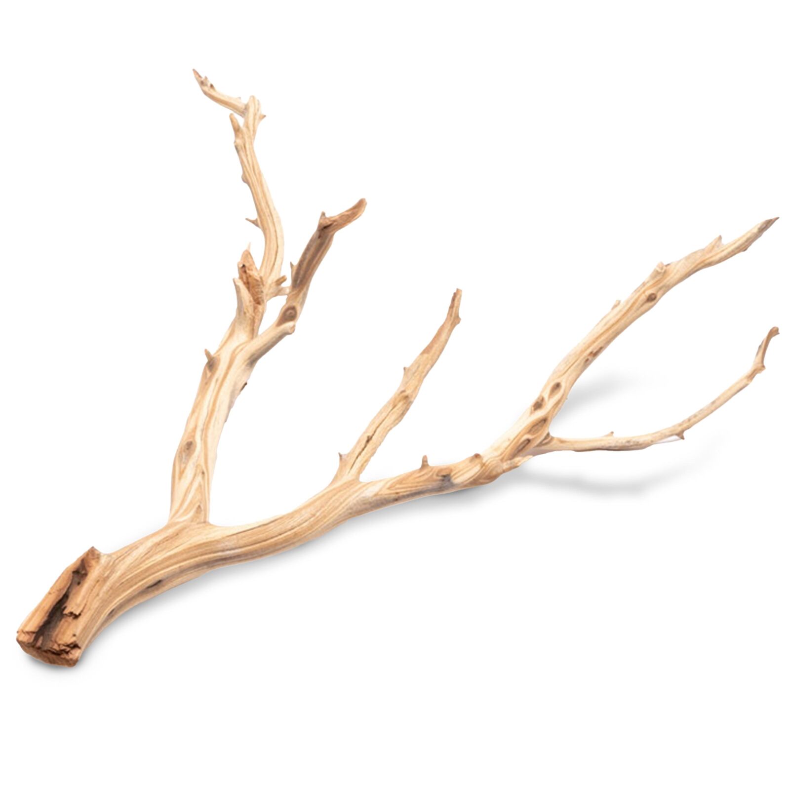 Ghost Wood
