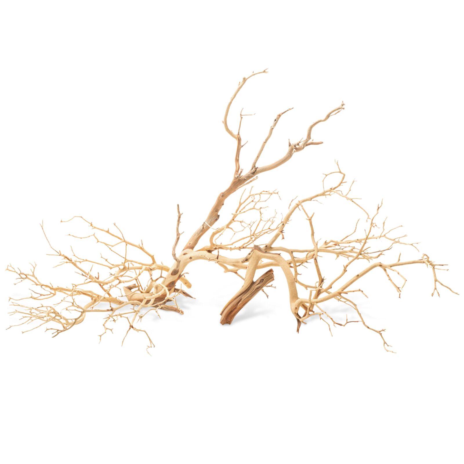 Manzanita