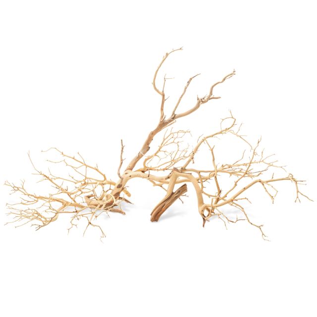 Manzanita