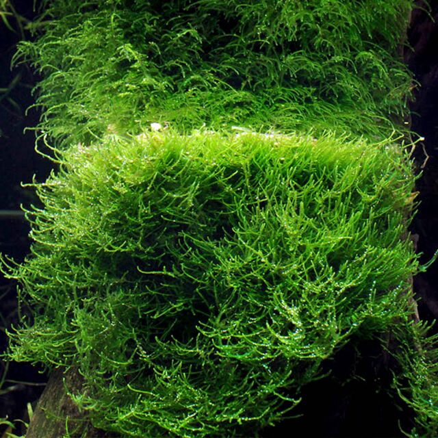 Taxiphyllum barbieri &quot;Java moss&quot;