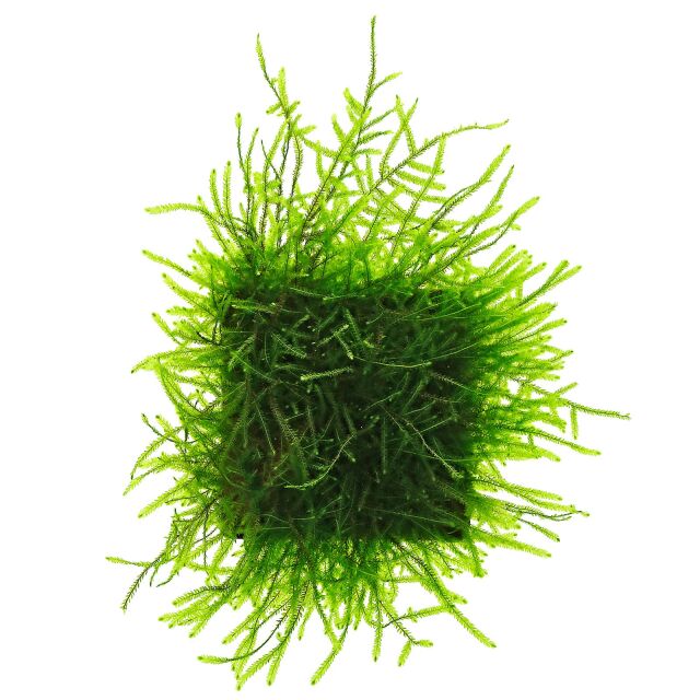 Java Moss for Aquariums - Taxiphyllum barbieri - Buy Live Plants