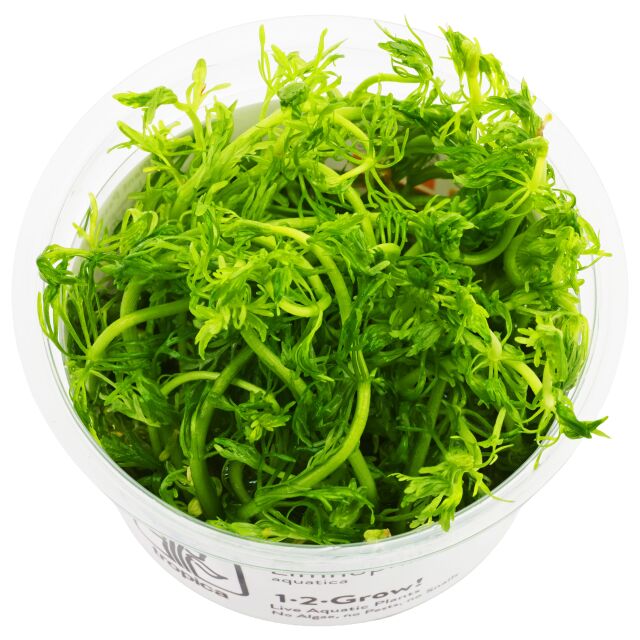 Limnophila aquatica