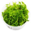 Limnophila aquatica - 1-2-GROW!