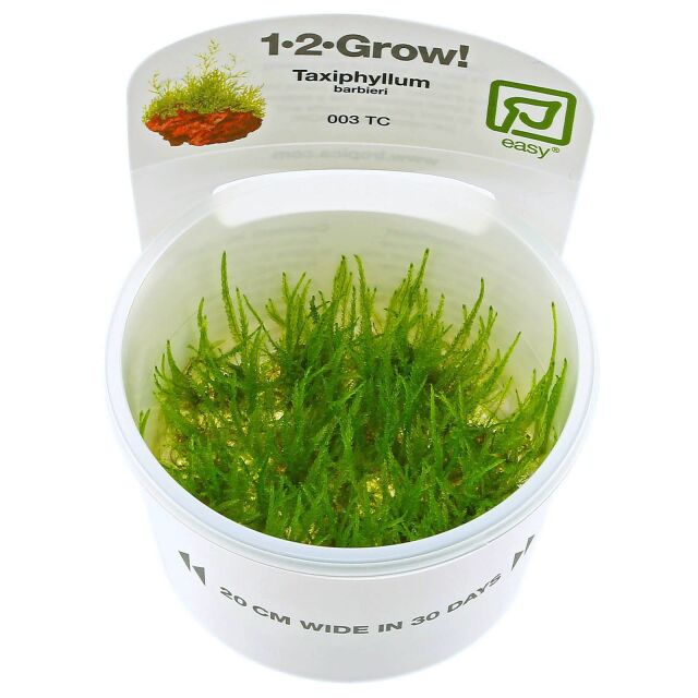 IC812 ADA Tissue Culture - Taxiphyllum Barberi (cup size: Short) – Aqua  Forest Aquarium