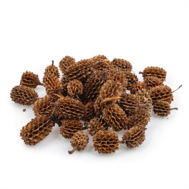 Casuarina Cones