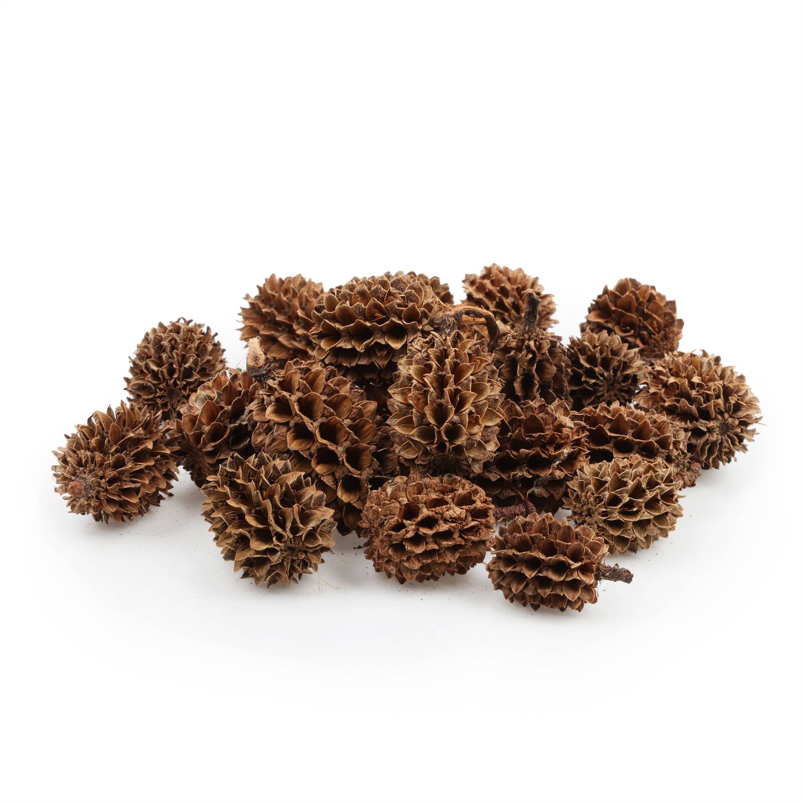 Casuarina Cones
