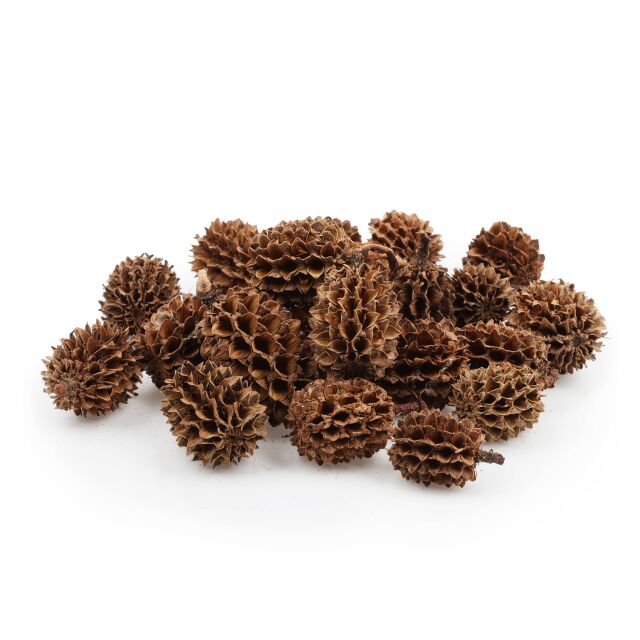 Casuarina Cones