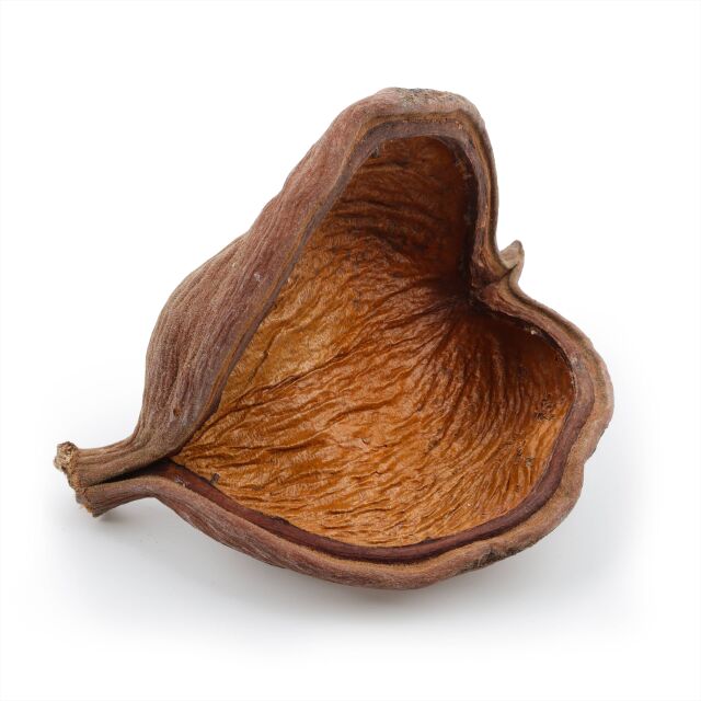 Badam
