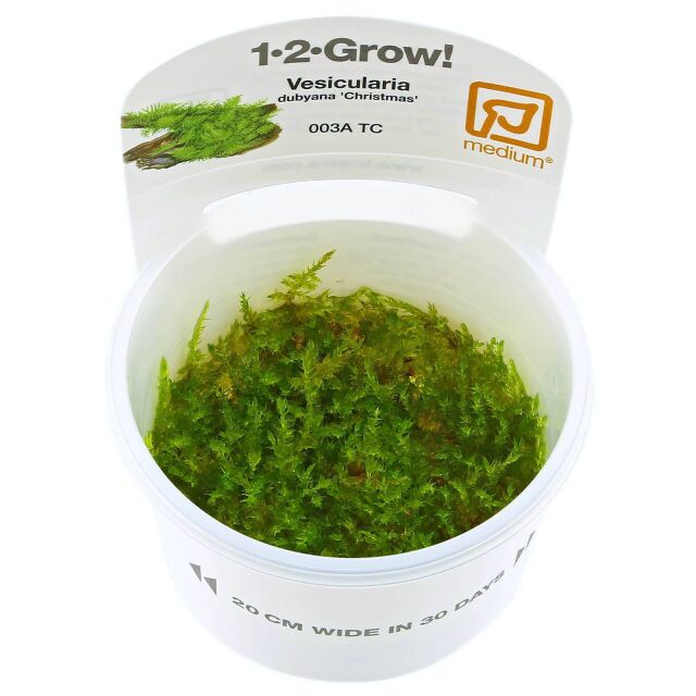 Vesicularia "Christmas Moss"