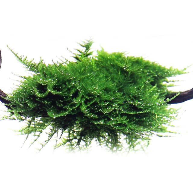 Vesicularia &quot;Christmas Moss&quot;