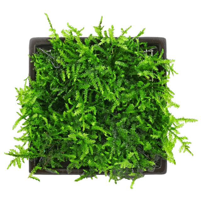 Akvared - Vesicularia montagnei / Christmas Moss 5 gr - İTHAL