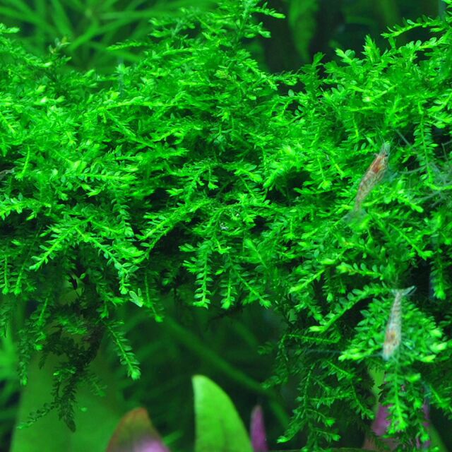 Vesicularia ferriei 'Weeping Moss' - in Vitro XL | Aquasabi - Aquascaping  Shop