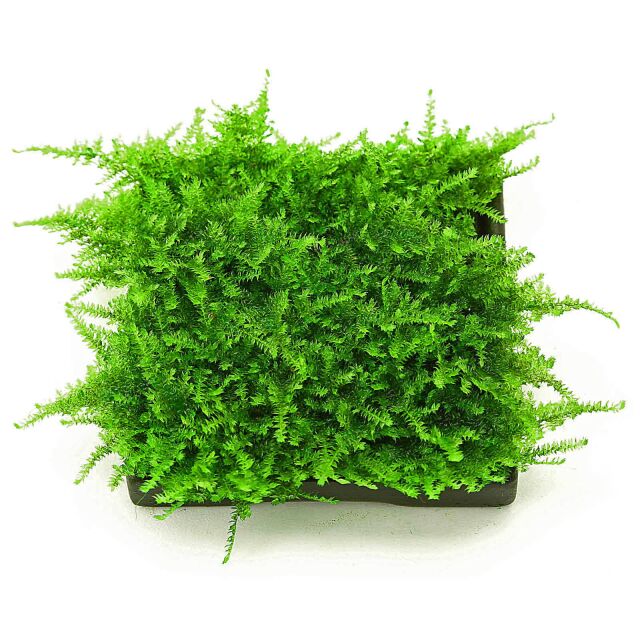 Vesicularia sp. &quot;Mini Christmas Moss&quot; - Pad - 5 x 5 cm