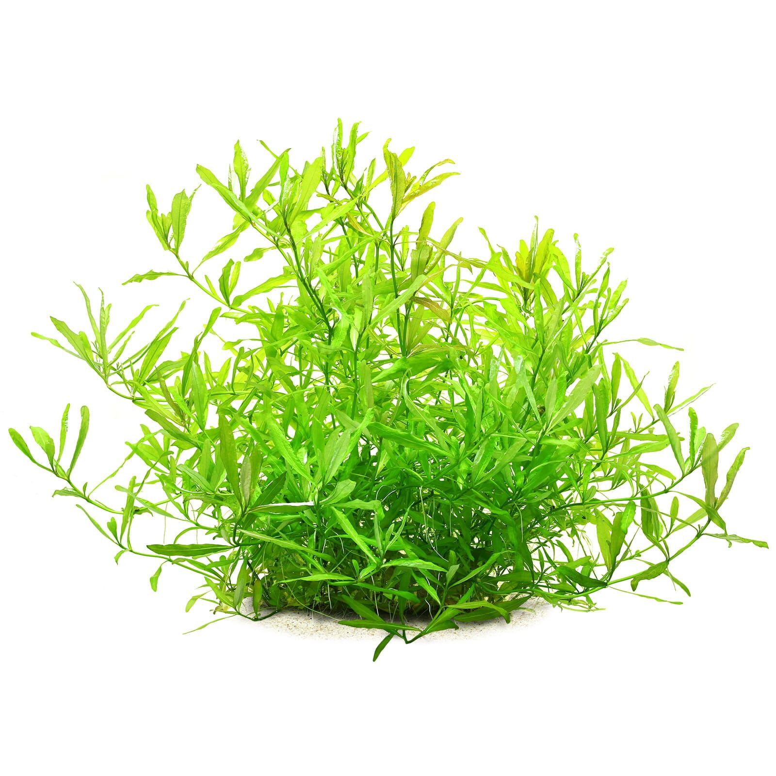 Hygrophila polysperma 'White'