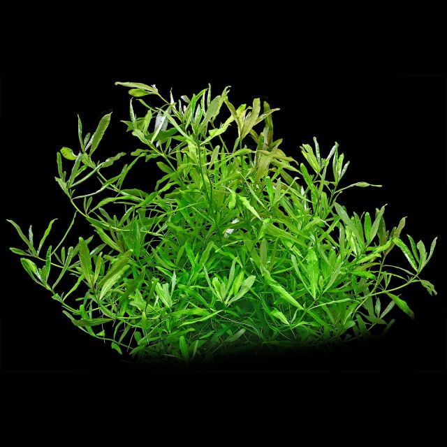 Hygrophila polysperma 'White'