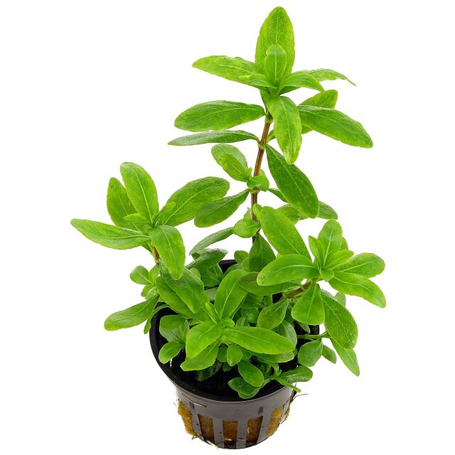 Hygrophila polysperma 'White'