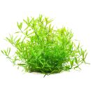 Hygrophila polysperma White