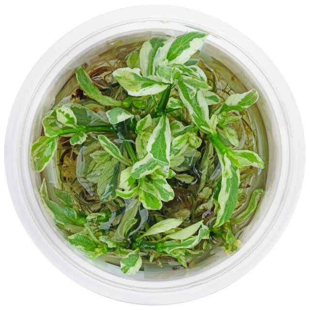 Hygrophila polysperma 'White'