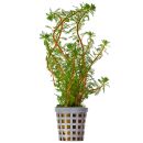 Myriophyllum rubricaule