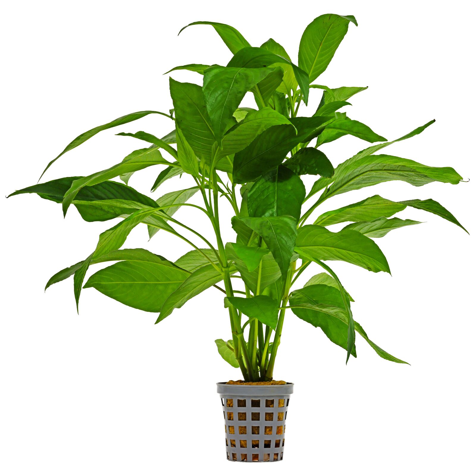 Hygrophila corymbosa 'Stricta Green'