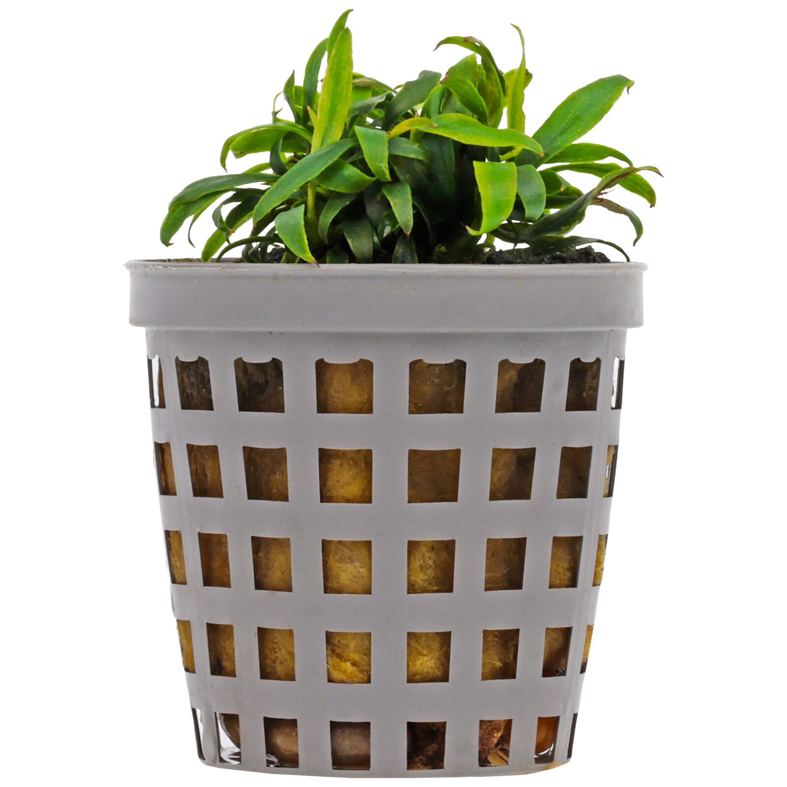 Anubias barteri var. glabra 'Small Leaf'