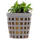 Anubias barteri var. glabra Small Leaf - Pot