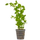 Lindernia grandiflora - Pot