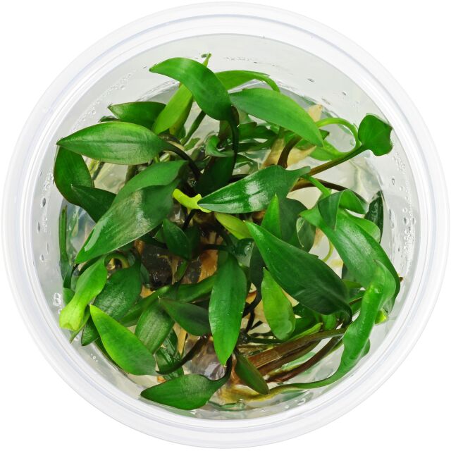 Cryptocoryne x willisii "Pigmea"