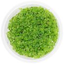 Hydrocotyle tripartita "Mini Variegated" - in...