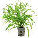 Pogostemon sampsonii - Pot