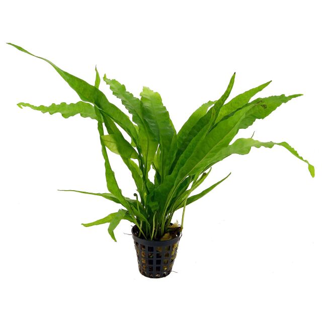 Microsorum Sp Durin Besar Rare Live fern Aquarium plant  1 inch rhizome  