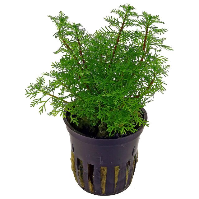 Myriophyllum mattogrossense - pot