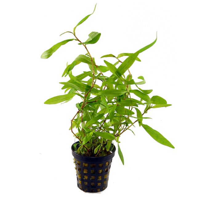 Persicaria sp. 'Kawagoeanum' - Pot