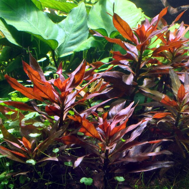 Ludwigia glandulosa