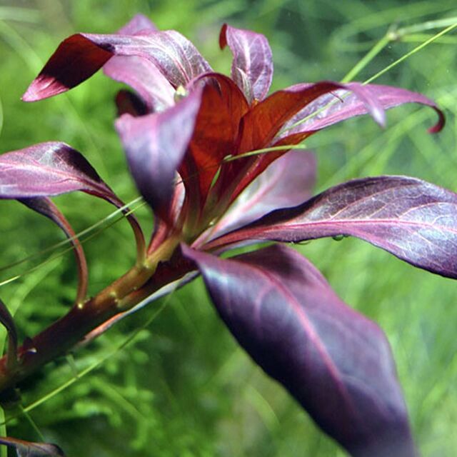 Ludwigia glandulosa